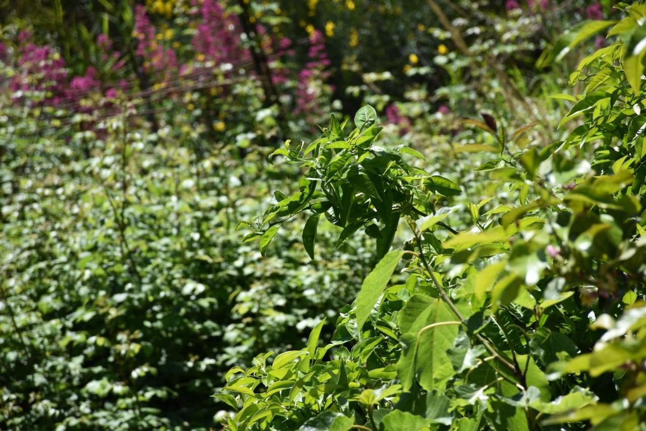B&B Nel Verde Montesano sulla Marcellana Kültér fotó